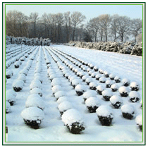 Buxus sempervirens arborescens -Kugeln im Schnee